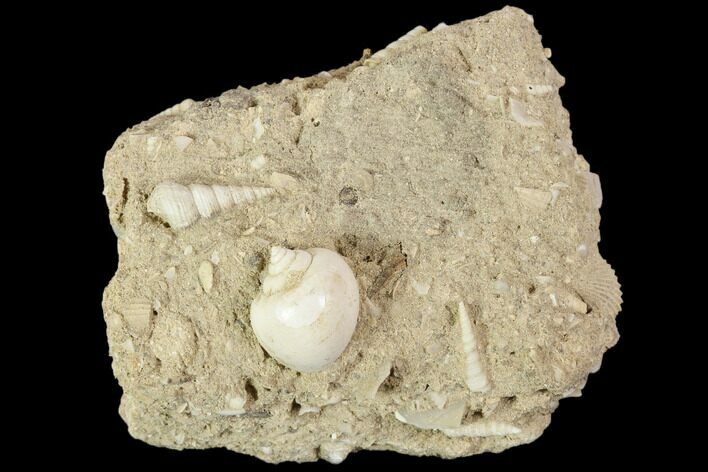 Eocene Fossil Gastropods (Globularia & Sigmesalia) - Damery, France #103848
